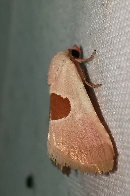 Calymma communimacula - pajzstetűfaló bagoly
