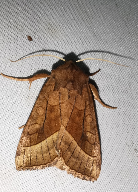 Hydraecia micacea - csillogó acsalapubagoly