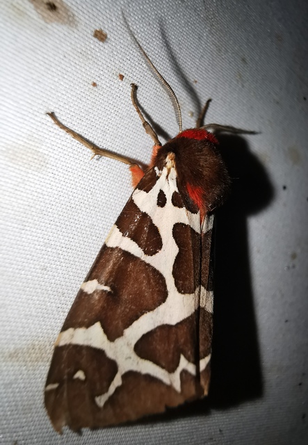 Arctia caja - közönséges medvelepke