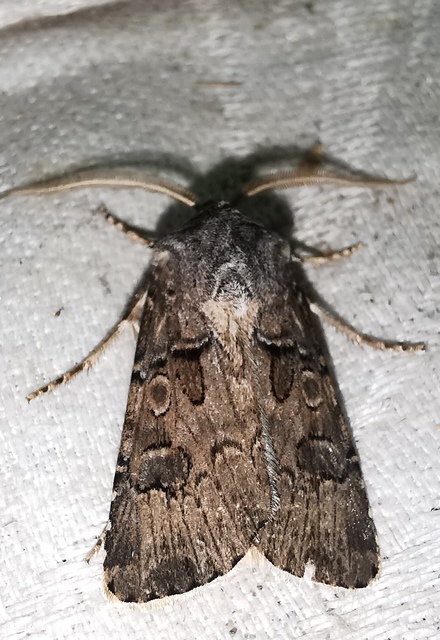 Agrotis bigramma - kétjegyű földibagoly
