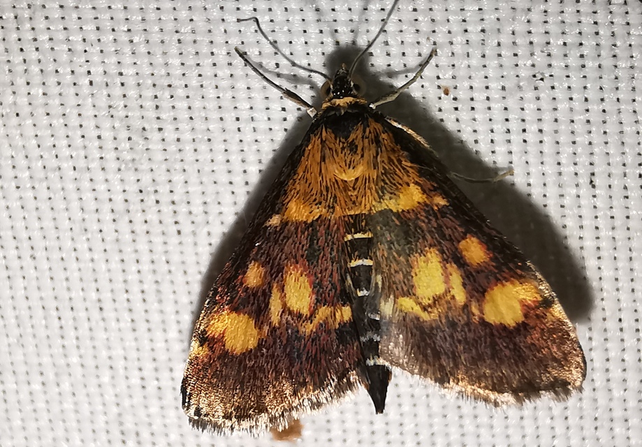 Pyrausta aurata - aranyló bíbormoly