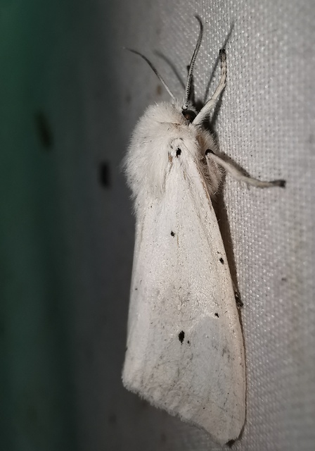 Spilosoma urticae - hószínű medvelepke