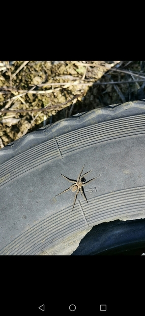 Pardosa nebulosa