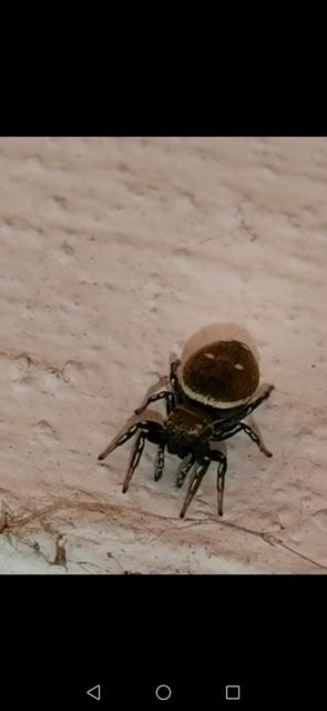 Heliophanus