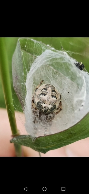 Larinioides cornutus - nádi keresztespók