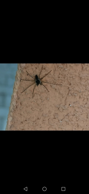 Philodromus dispar - lomb karolópók