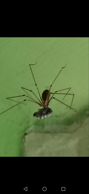 Pholcus phalangioides - nagy álkaszáspók Pholcus phalangioides - nagy álkaszáspók
