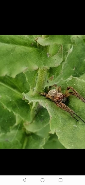 Larinioides cornutus - nádi keresztespók