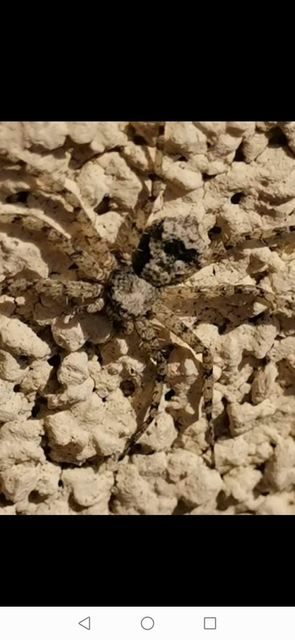 Philodromus poecilus - cifra karolópók