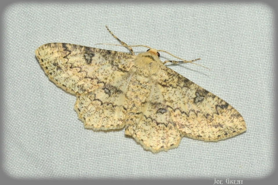 Ascotis selenaria - holdas faaraszoló