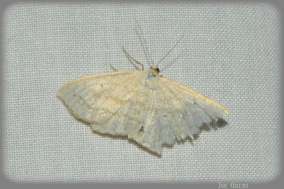 Scopula nigropunctata - feketepettyes araszoló