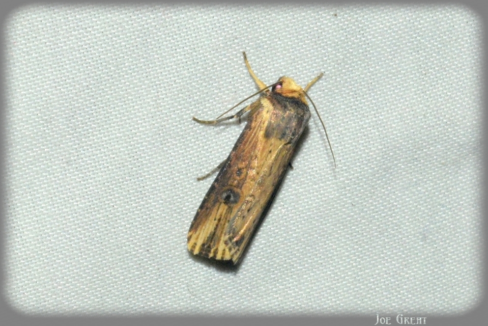Axylia putris - vonalkás földibagoly