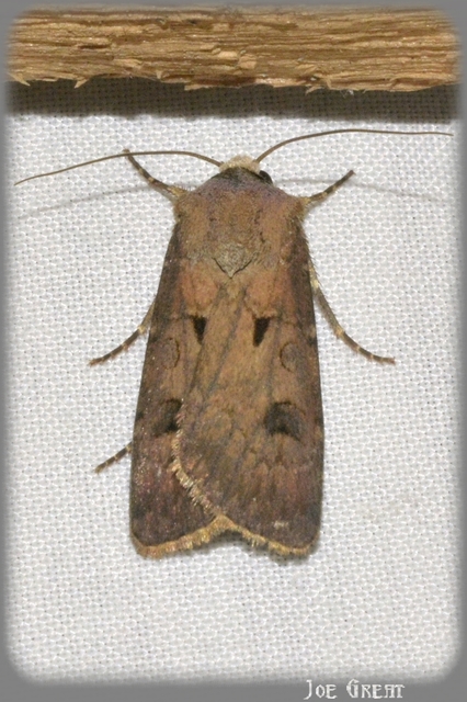 Agrotis exclamationis - felkiáltójeles földibagoly
