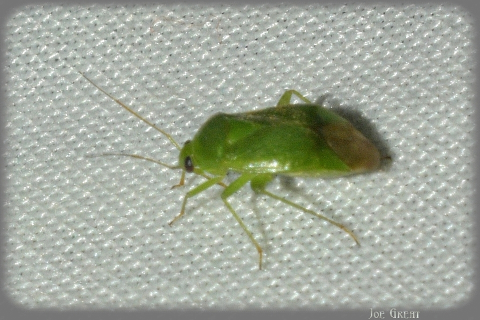 Heteroptera - Poloskák