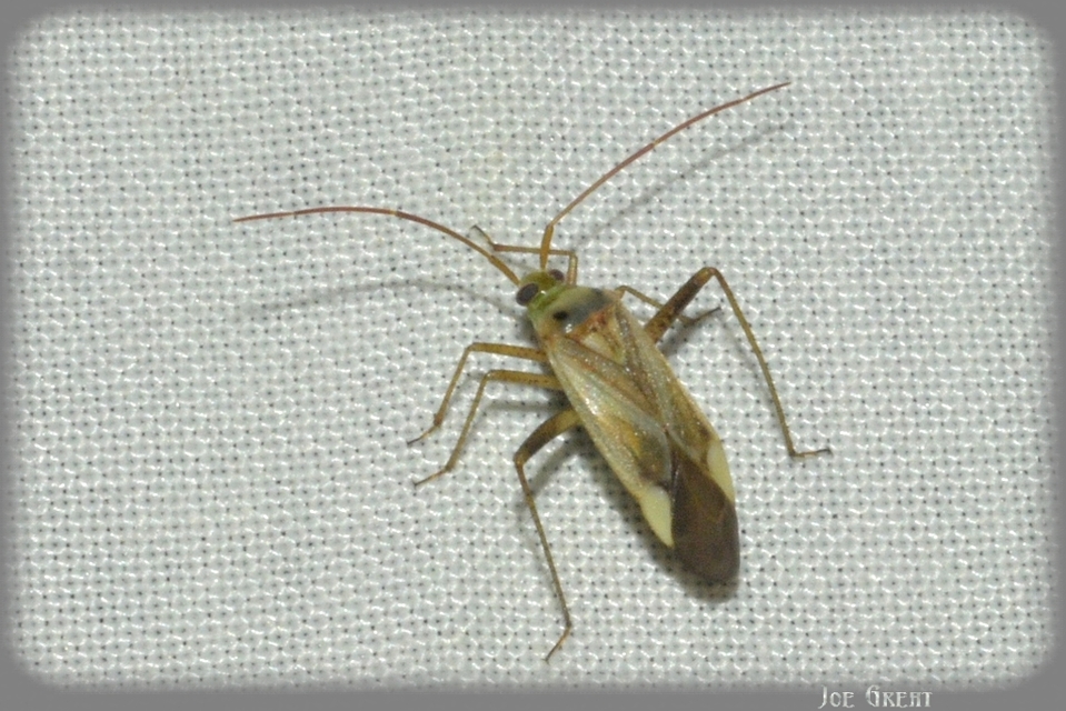 Adelphocoris lineolatus - lucernapoloska