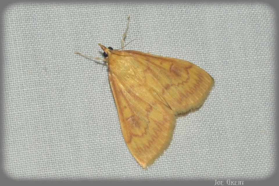Ostrinia nubilalis - kukoricamoly