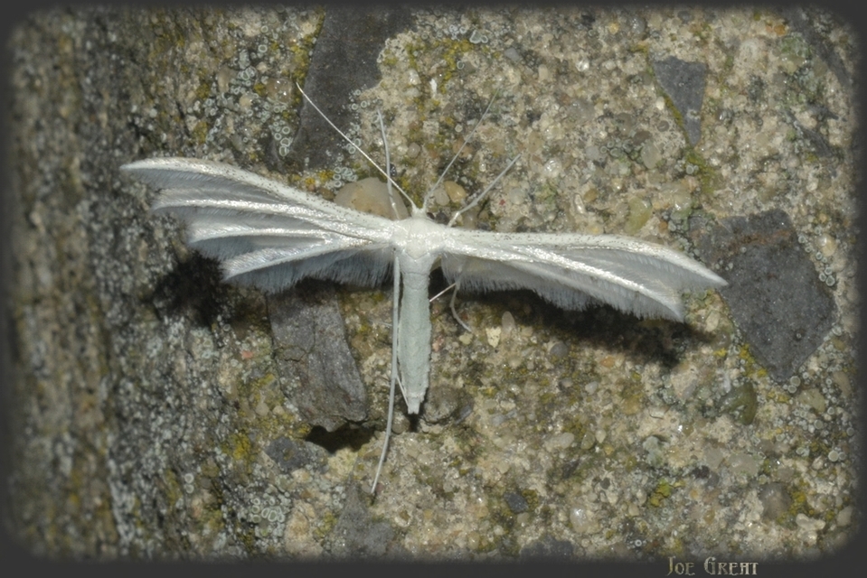 Pterophorus pentadactyla - fehér tollasmoly