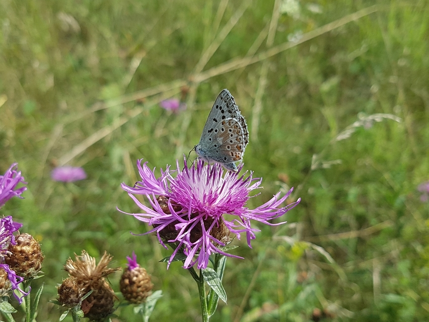 Polyommatus coridon - ezüstkék boglárka