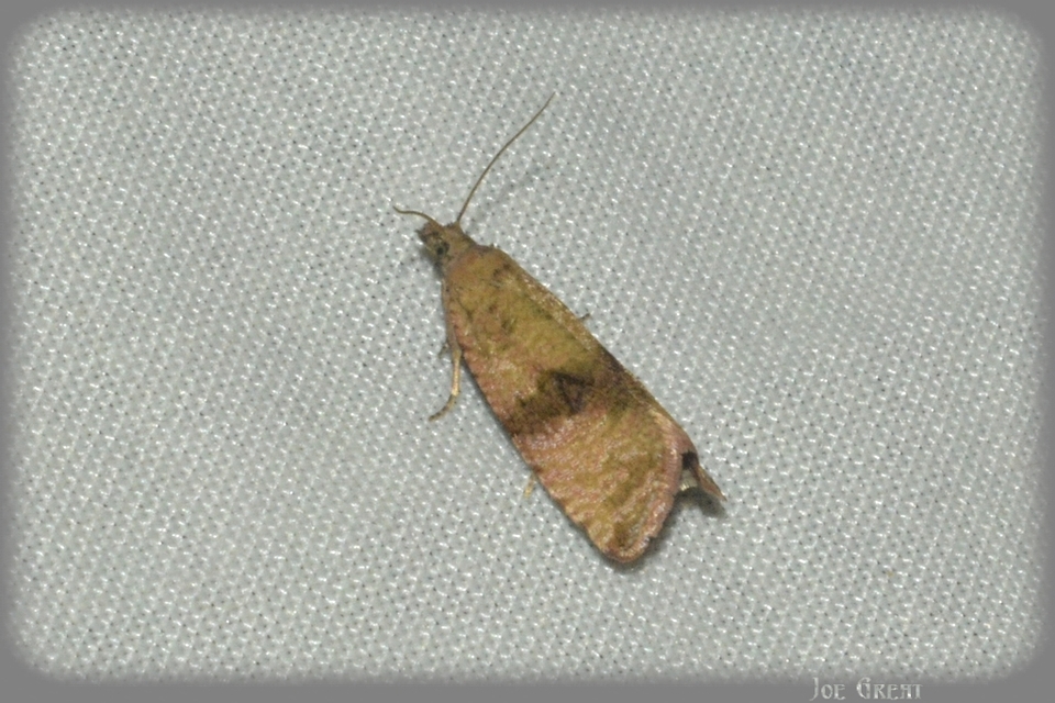 Celypha striana - pitypangfúró tükrösmoly