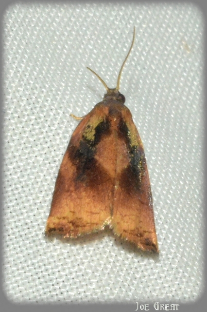 Archips podana - dudvarágó sodrómoly