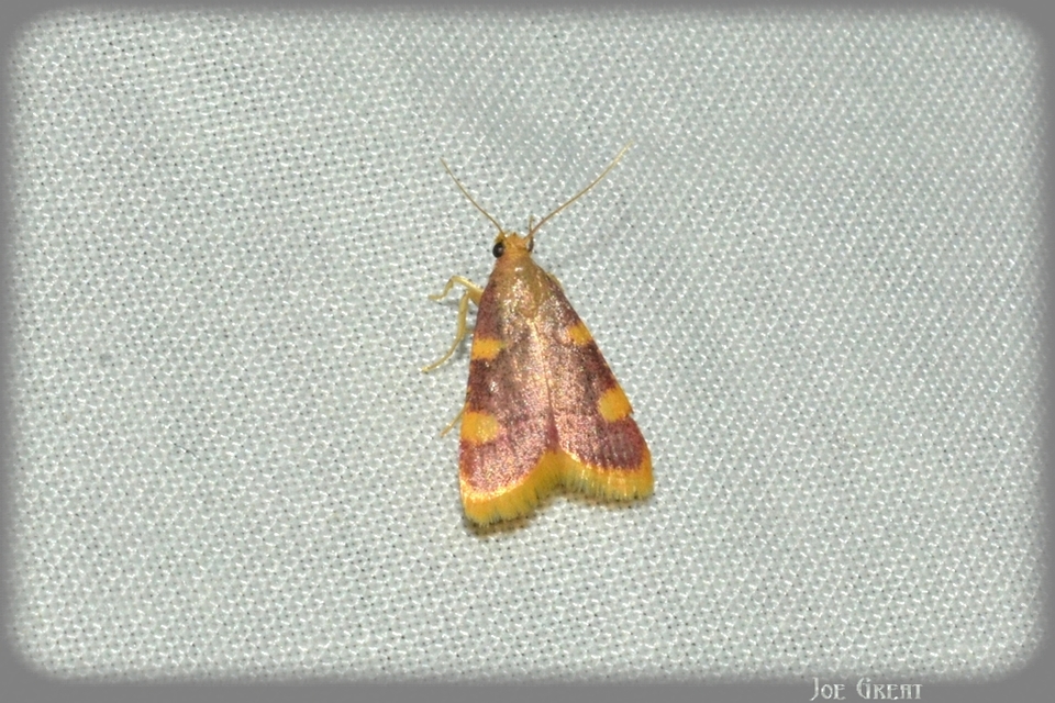 Hypsopygia costalis - szénailonca