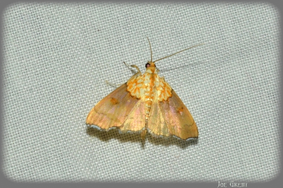 Agrotera nemoralis - ligeti tűzmoly