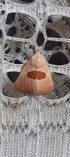 Calymma communimacula - pajzstetűfaló bagoly
