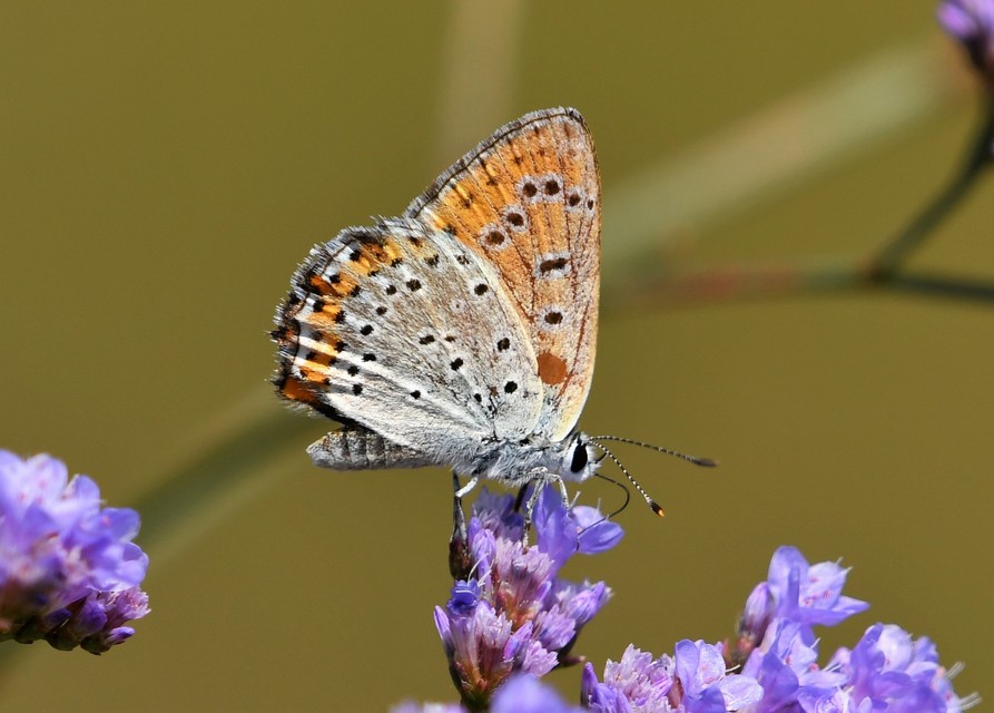 Lycaena thersamon - kis tűzlepke