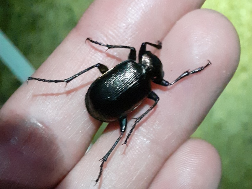 Calosoma inquisitor - kis bábrabló