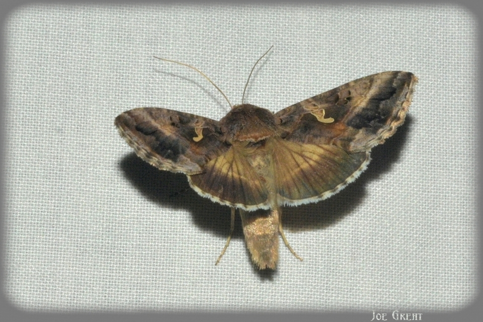 Autographa gamma - gammalepke