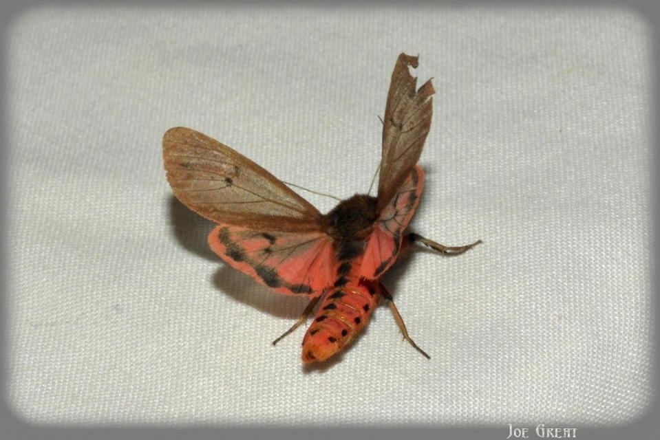 Phragmatobia fuliginosa - füstös medvelepke