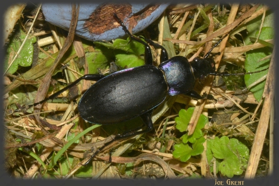 Carabus violaceus - kékfutrinka