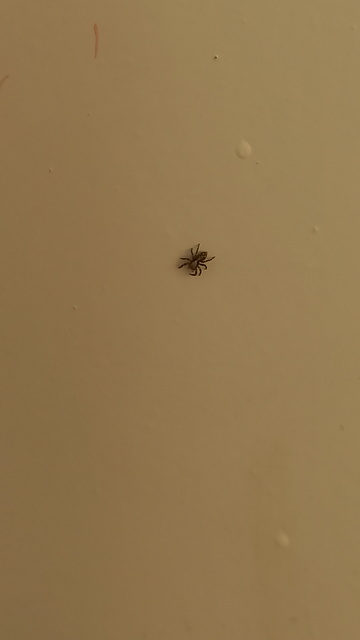 Pseudeuophrys lanigera - szobai ugrópók