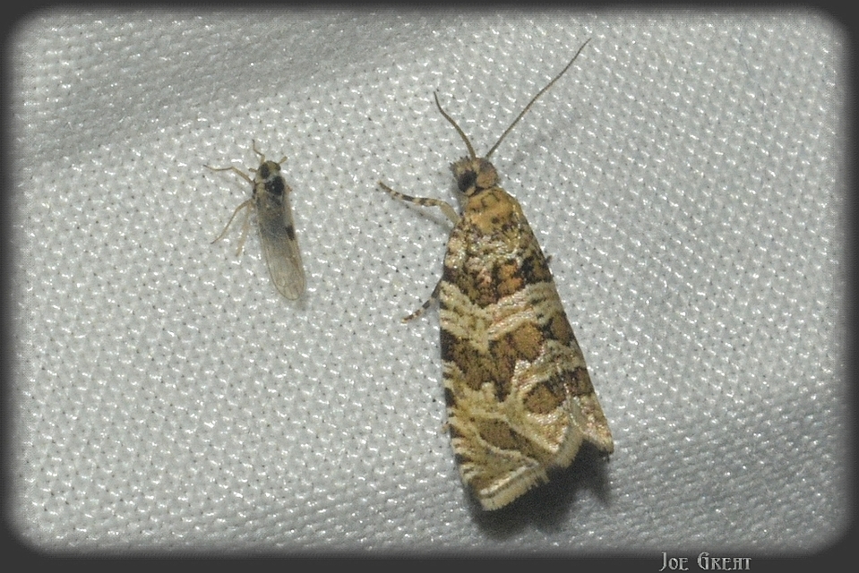 Tortricidae - sodrómolyfélék
