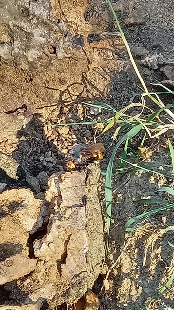 Megascolia maculata - óriás-tőrösdarázs