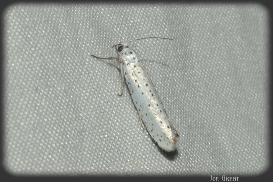 Yponomeuta