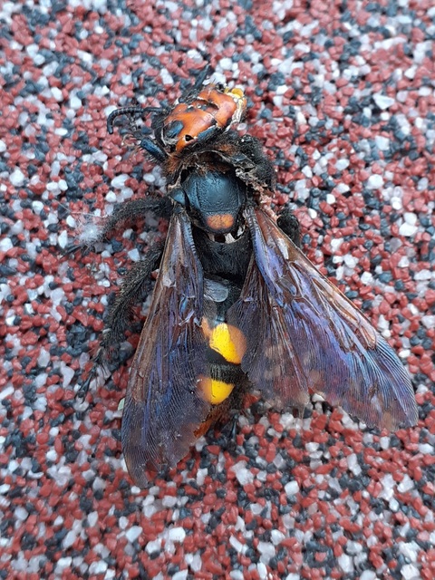 Megascolia maculata - óriás-tőrösdarázs