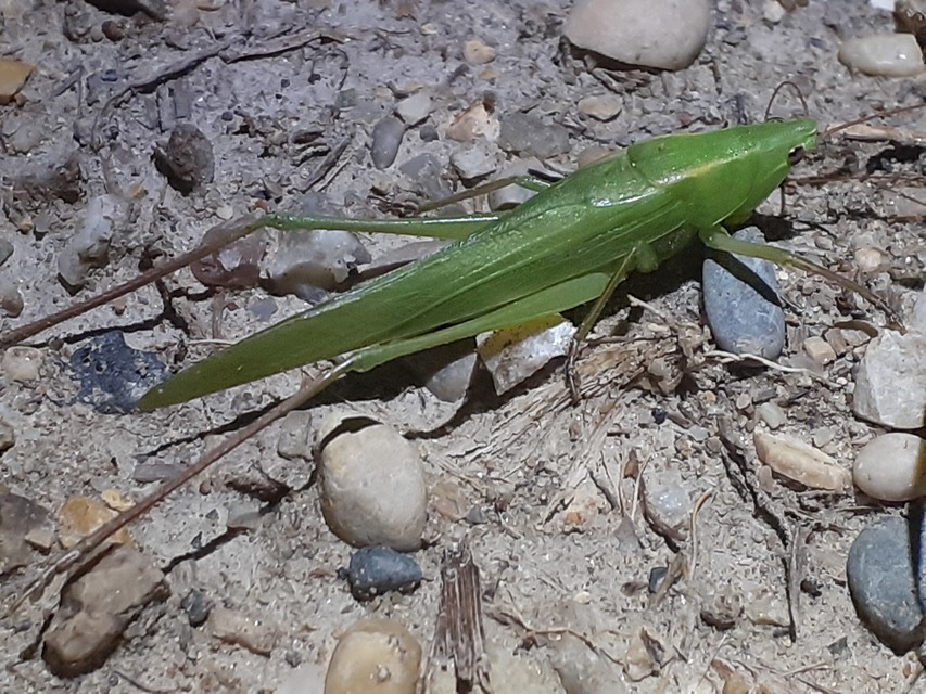 Ruspolia nitidula - nagy kúpfejűszöcske