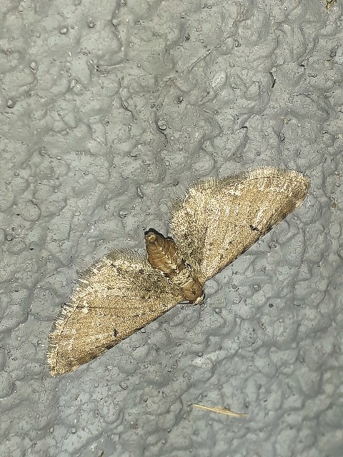 Eupithecia absinthiata - üröm-törpearaszoló