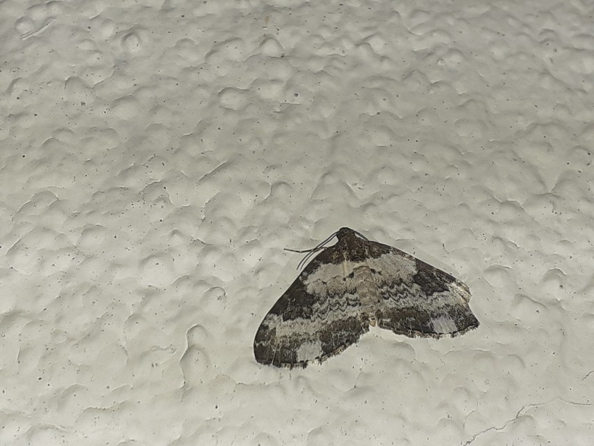Melanthia procellata - hullámos tarkaaraszoló