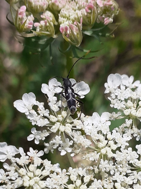 Chlorophorus sartor - feketevállú darázscincér