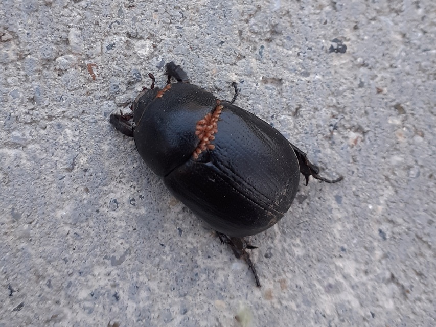 Pentodon idiota - butabogár
