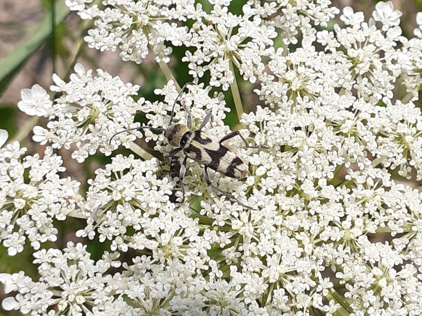 Chlorophorus varius - díszes darázscincér