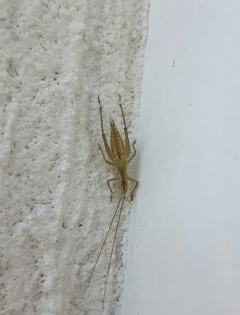 Oecanthus pellucens - pirregőtücsök