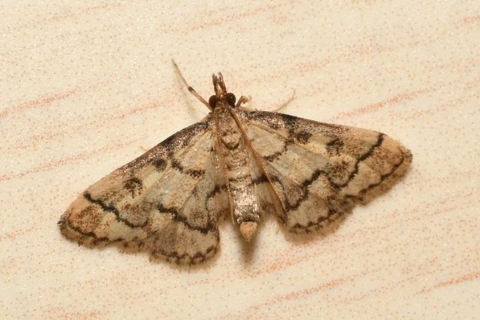 Metasia ophialis - kígyósávos tűzmoly