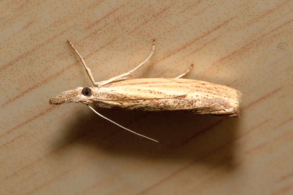 Agriphila inquinatella - közönséges fűgyökérmoly