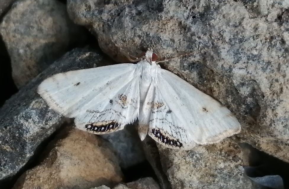 Cataclysta lemnata - békalencsemoly