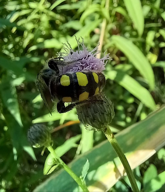 Colpa sexmaculata - hatfoltos tőrösdarázs