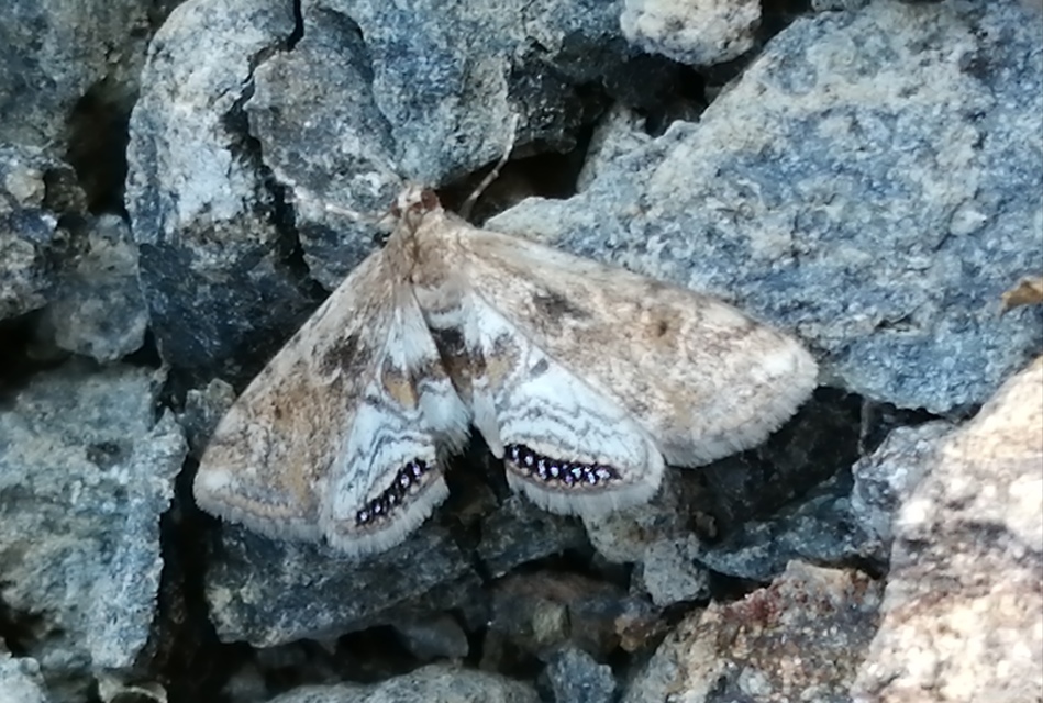 Cataclysta lemnata - békalencsemoly