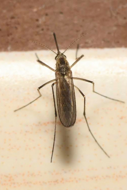 Culicidae - csípőszúnyogok